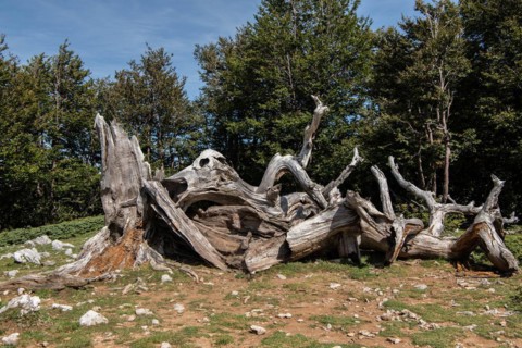 Pollino national park, Pinus heldreichii, italy