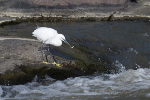 Cattle Egret Cattle Egret (Bubulcus ibis), Mziki Private Game Reserve, North West Province, South