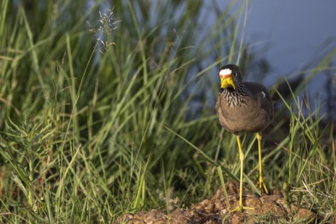 African wattled lapwing (Vanellus senegallus), Mziki Private Game Reserve, North West Province,