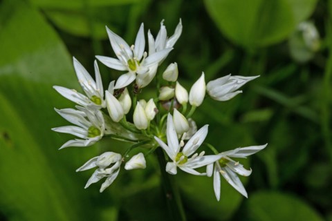 Wild garlic a few open white flowers
