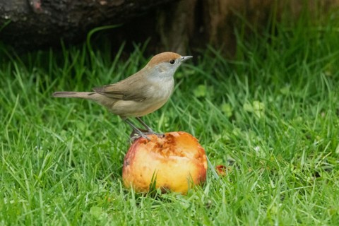 Blackcap female sitting on apple in green grass looking right
