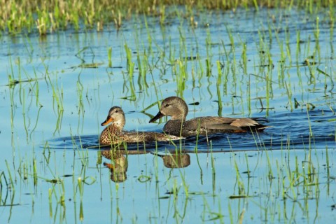 Gadwall two birds swimming next to each other in water left looking