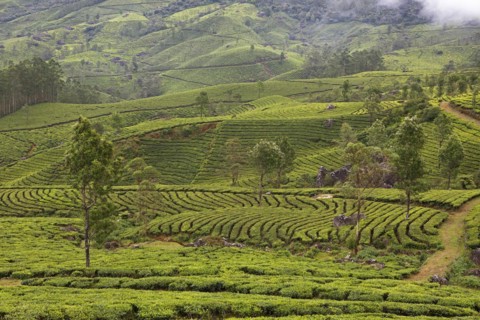 Green hilly landscape with tea plantations in the clouds, Munnar, Kerala, India, Asia