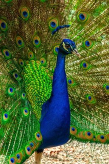 A blue and green peacock is standing in a field. The peacock is the center of attention and is