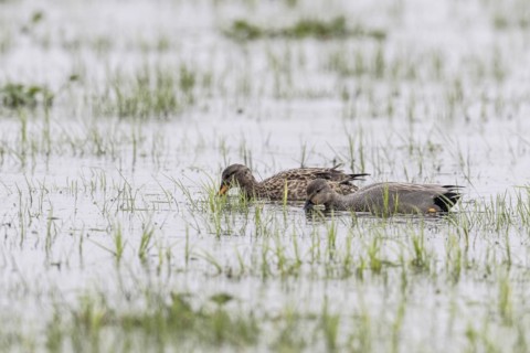 Gadwalls (Mareca strepera), Lower Saxony, Germany, Europe