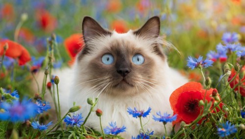 KI generated, animal, animals, mammal, mammals, cat, felidae (Felis catus), a cat lies in a meadow