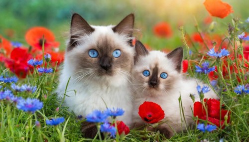 KI generated, animal, animals, mammal, mammals, cat, felidae (Felis catus), a cat and a kitten