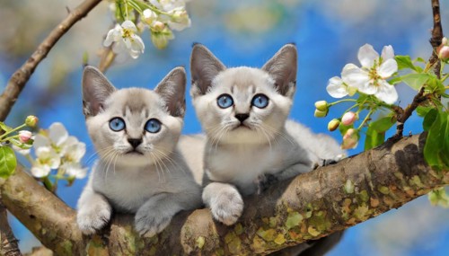 KI generated, animal, animals, mammal, mammals, cat, felidae (Felis catus), two kittens resting in