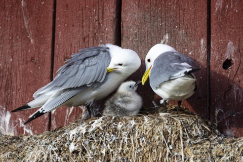 Black-legged kittiwake (Rissa tridactyla), breeding pair with chicks on nest on house facade,