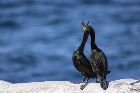 Common shag (Phalacrocorax aristotelis), breeding pair during courtship display, Hornoya Island,