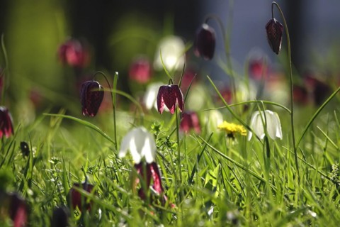 Enchanting chequerboard flowers, April, Germany, Europe