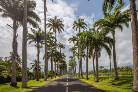 The famous palm avenue l'Allee Dumanoir. Landscape shot from the centre of the street into the