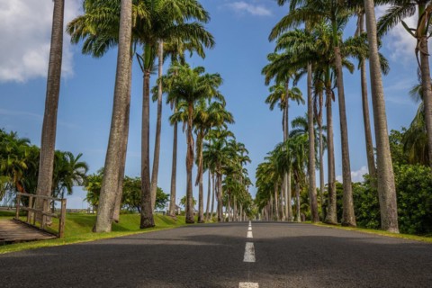 The famous palm avenue l'Allee Dumanoir. Landscape shot from the centre of the street into the