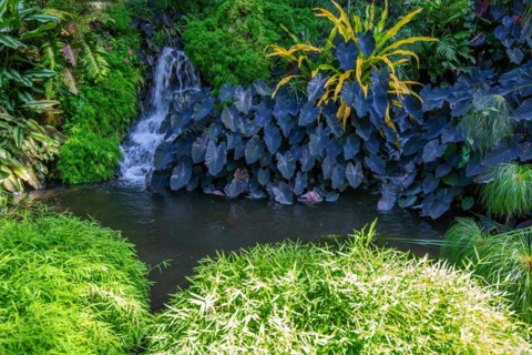 Jardin Botaniqu de Deshaies, botanical garden with flora and fauna in Guadeloupe, Caribbean, French