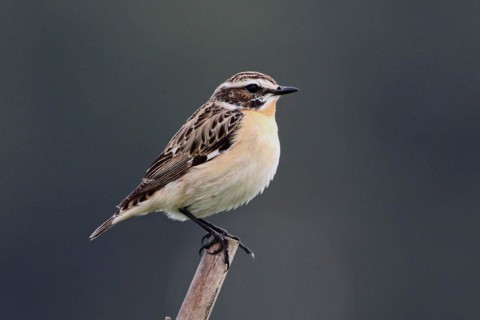Whinchat sitting on post looking right