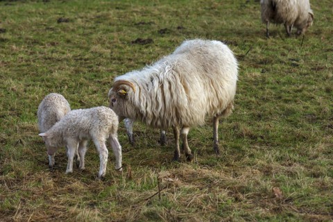 Horned moorland sheep (Ovis aries) with their lambs on the pasture, Mecklenburg-Western Pomerania,