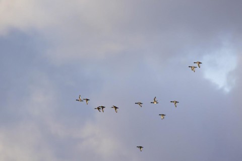 Greater scaup (Aythya marila), small flock in flight, Laanemaa, Estonia, Europe