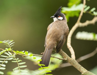 Red-eared Bulbul (Pycnonotus jocosus) sits on a branch, occurs in tropical Asia, captive