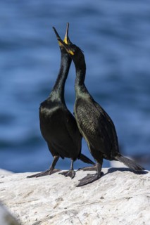 Common shag (Phalacrocorax aristotelis), breeding pair during courtship display, Hornoya Island,