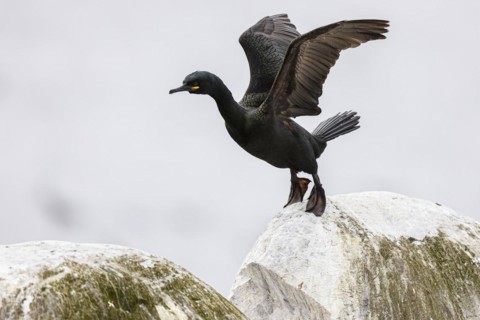 Common shag (Phalacrocorax aristotelis) hopping on a rock, Hornoya Island, Vardo, Varanger,