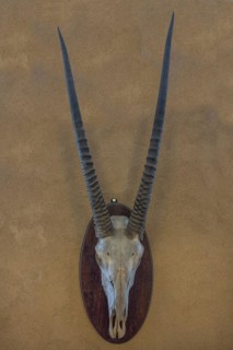 Hunting trophy of an antelope skull on a wall, hunted in 1912 in former German South West Africa,