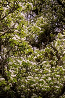 Branches of a pear tree (Pyrus communis) with white blossoms, Neubeuern, Germany, Europe