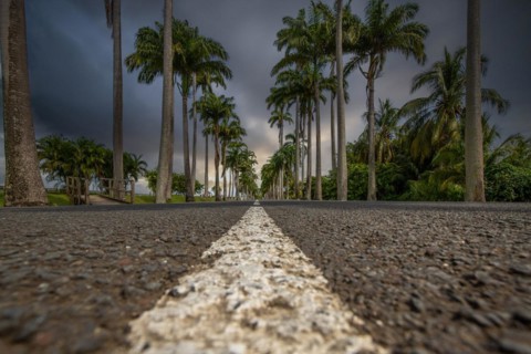 The famous palm avenue l'Allee Dumanoir. Landscape shot from the centre of the street into the