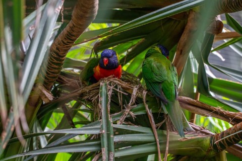 Portrait of a loris, parrot. Beautiful shot of the animals in the forest on Guadeloupe, Caribbean,