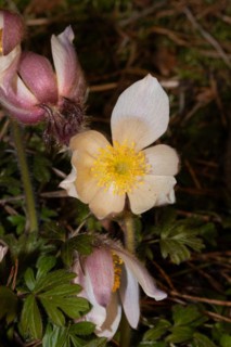 Spring pasque flower three closed and open pink flowers on top of each other