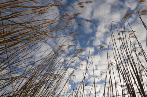 Reeds, sky, Lower Austria