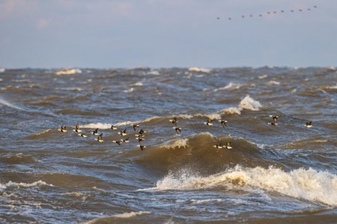 Long-tailed duck (Clangula hyemalis), small flock in flight over turbulent sea, Laanemaa, Estonia,