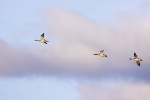 Red-breasted Merganser (Mergus serrator), small flock in flight, Laanemaa, Estonia, Europe
