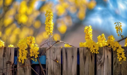 Laburnum branches cascading over a wooden fence AI generated