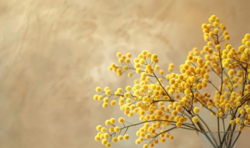 A detailed shot of Mimosa stems arranged in a vase AI generated