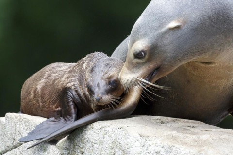 California sea lion (Zalophus californianus), An adult sea lion and a juvenile showing love and