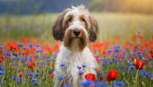 Ai generated, animal, animals, mammal, mammals, a, single animal, bobtail, (Canis lupus