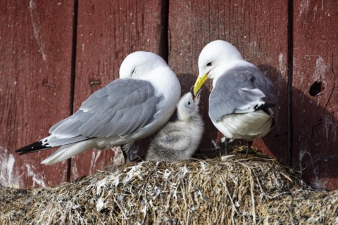Black-legged kittiwake (Rissa tridactyla), breeding pair with chicks begging for food on nest on