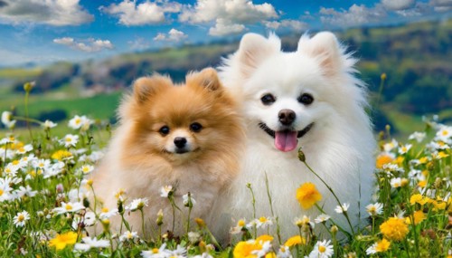 KI generated, animal, animals, mammal, mammals, a, single animal, dwarf spitz, Spitz, (Canis lupus