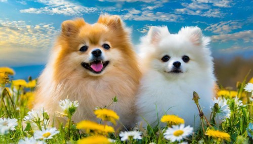KI generated, animal, animals, mammal, mammals, a, single animal, dwarf spitz, Spitz, (Canis lupus