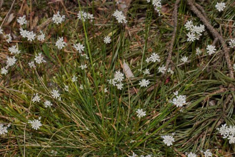 Farmer's mustard many green panicles with open white flowers next to each other