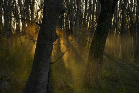Morning atmosphere, sun, fog, forest, trees, Lower Austria