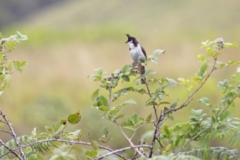 Red-vented Bulbul (Pycnonotus cafer) or Sooty Bulbul in Eravikulam National Park, Kannan Devan