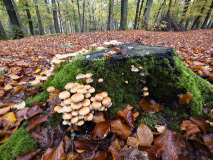 Group of green-leaved sulphur-head (Hypholoma fasciculare) growing on a tree trunk, North