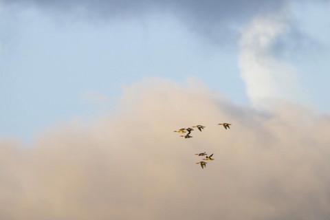 Red-breasted Merganser (Mergus serrator), small flock in flight, Laanemaa, Estonia, Europe