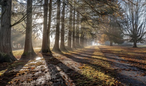 A cedar grove shrouded in mist, nature background AI generated