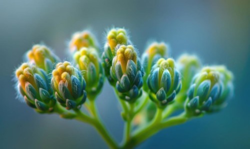 A close-up shot of Mimosa buds just beginning to bloom AI generated