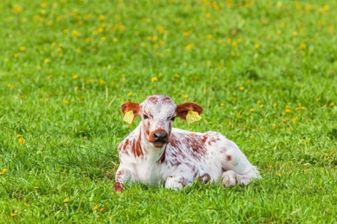 Young cow calf lies and ruminates in a meadow, Sweden, Europe
