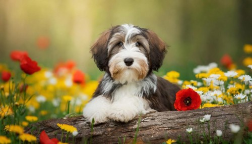 Ai generated, animal, animals, mammal, mammals, a, single animal, bobtail, (Canis lupus