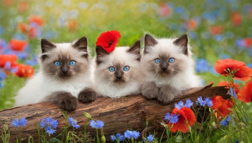 KI generated, animal, animals, mammal, mammals, cat, felidae (Felis catus), three cats resting on a