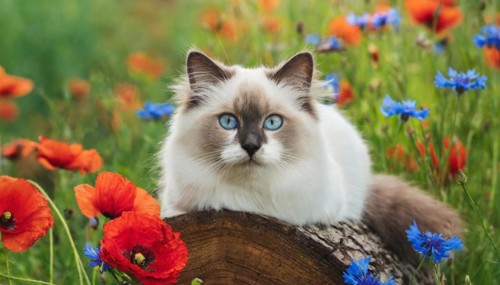 AI generated, animal, animals, mammal, mammals, cat, felidae (Felis catus), a young cat resting on